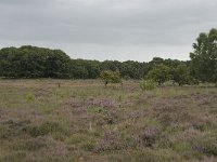 NL, Overijssel, Haaksbergen, Buurserzand, Harreveldschans 19, Saxifraga-Willem van Kruijsbergen